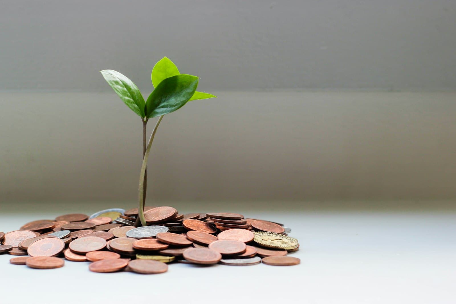 Coins and growth representing earned rewards